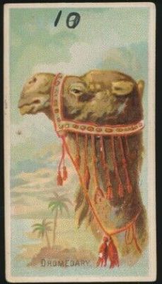 10 Dromedary